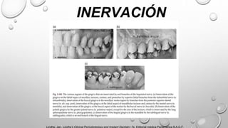 INERVACIÓN
Lindhe, Jan. Lindhe’s Clinical Periodontology and Implant Dentistry 7e. Editorial médica Panamerica S.A.C.F,
 