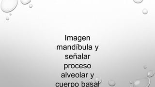 Imagen
mandíbula y
señalar
proceso
alveolar y
cuerpo basal
 