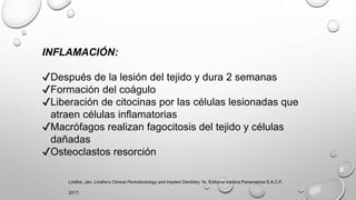 INFLAMACIÓN:
✔Después de la lesión del tejido y dura 2 semanas
✔Formación del coágulo
✔Liberación de citocinas por las células lesionadas que
atraen células inflamatorias
✔Macrófagos realizan fagocitosis del tejido y células
dañadas
✔Osteoclastos resorción
Lindhe, Jan. Lindhe’s Clinical Periodontology and Implant Dentistry 7e. Editorial médica Panamerica S.A.C.F,
2017.
 