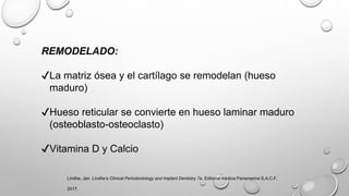 REMODELADO:
✔La matriz ósea y el cartílago se remodelan (hueso
maduro)
✔Hueso reticular se convierte en hueso laminar maduro
(osteoblasto-osteoclasto)
✔Vitamina D y Calcio
Lindhe, Jan. Lindhe’s Clinical Periodontology and Implant Dentistry 7e. Editorial médica Panamerica S.A.C.F,
2017.
 