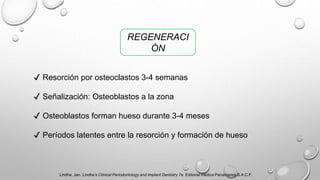 REGENERACI
ÓN
✔ Resorción por osteoclastos 3-4 semanas
✔ Señalización: Osteoblastos a la zona
✔ Osteoblastos forman hueso durante 3-4 meses
✔ Períodos latentes entre la resorción y formación de hueso
Lindhe, Jan. Lindhe’s Clinical Periodontology and Implant Dentistry 7e. Editorial médica Panamerica S.A.C.F,
 