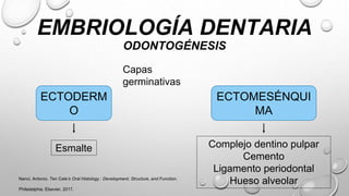 EMBRIOLOGÍA DENTARIA
ODONTOGÉNESIS
ECTODERM
O
Capas
germinativas
ECTOMESÉNQUI
MA
Esmalte Complejo dentino pulpar
Cemento
Ligamento periodontal
Hueso alveolar
Nanci, Antonio. Ten Cate’s Oral Histology : Development, Structure, and Function.
Philadelphia, Elsevier, 2017.
 