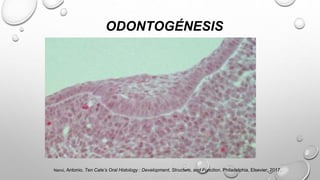 ODONTOGÉNESIS
Nanci, Antonio. Ten Cate’s Oral Histology : Development, Structure, and Function. Philadelphia, Elsevier, 2017.
 