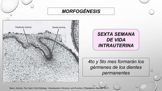 4to y 5to mes formarán los
gérmenes de los dientes
permanentes
SEXTA SEMANA
DE VIDA
INTRAUTERINA
MORFOGÉNESIS
Nanci, Antonio. Ten Cate’s Oral Histology : Development, Structure, and Function. Philadelphia, Elsevier, 2017.
 