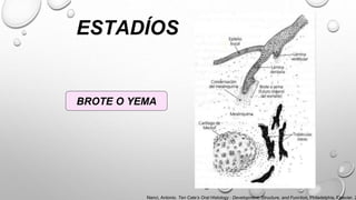 ESTADÍOS
BROTE O YEMA
Nanci, Antonio. Ten Cate’s Oral Histology : Development, Structure, and Function. Philadelphia, Elsevier, 2
 