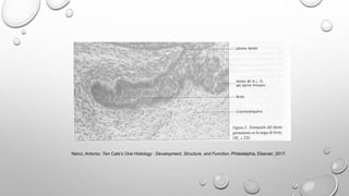 Nanci, Antonio. Ten Cate’s Oral Histology : Development, Structure, and Function. Philadelphia, Elsevier, 2017.
 