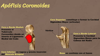 Hueso Cúbitopresentacion del Hueso Cúbito | PPT