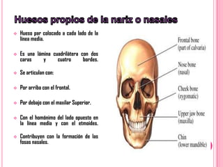    Hueso par colocado a cada lado de la
    línea media.

   Es una lámina cuadrilátera con dos
    caras     y     cuatro      bordes.

   Se articulan con:

   Por arriba con el frontal.

   Por debajo con el maxilar Superior.

   Con el homónimo del lado opuesto en
    la línea media y con el etmoides.

   Contribuyen con la formación de las
    fosas nasales.
 