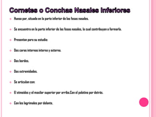    Hueso par, situado en la parte inferior de las fosas nasales.

   Se encuentra en la parte inferior de las fosas nasales, la cual contribuyen a formarla.

   Presentan para su estudio:

   Dos caras internas interna y externa.

   Dos bordes.

   Dos extremidades.

   Se articulan con:

   El etmoides y el maxilar superior por arriba.Con el palatino por detrás.

   Con los lagrimales por delante.
 