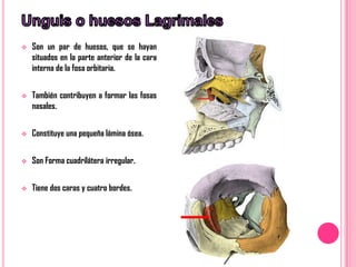    Son un par de huesos, que se hayan
    situados en la parte anterior de la cara
    interna de la fosa orbitaria.


   También contribuyen a formar las fosas
    nasales.


   Constituye una pequeña lámina ósea.


   Son Forma cuadrilátera irregular.


   Tiene dos caras y cuatro bordes.
 