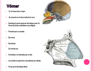    Es un hueso único o impar.


   Se encuentra en la línea media de la cara.


   Constituye la parte posterior del tabique nasal de
    forma de Lámina cuadrilátera muy delgada.


   Presenta para su estudio:


   Dos caras.


   Dos bordes.

    Se articula con:


   El etmoides y el esfenoides por arriba.


   Los maxilares superiores y los palatinos por debajo.


   Forma parte del tabique Nasal.
 