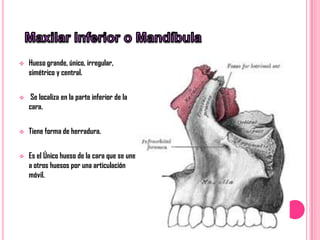    Hueso grande, único, irregular,
    simétrico y central.


    Se localiza en la parte inferior de la
    cara.


   Tiene forma de herradura.


   Es el Único hueso de la cara que se une
    a otros huesos por una articulación
    móvil.
 