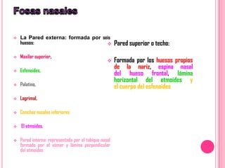    La Pared externa: formada por seis
    huesos:                                           Pared superior o techo:
   Maxilar superior,
                                                      Formada por los huesos propios
    Esfenoides,
                                                       de la nariz, espina nasal

                                                       del hueso frontal, lámina
                                                       horizontal del etmoides y
   Palatino,                                          el cuerpo del esfenoides
   Lagrimal,

   Conchas nasales inferiores

   El etmoides.

   Pared interna: representada por el tabique nasal
    formado por el vómer y lámina perpendicular
    del etmoides
 