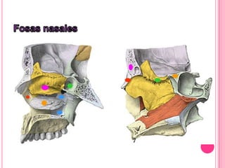 Hueso de la cara stalin ruiz 2 c.ppt