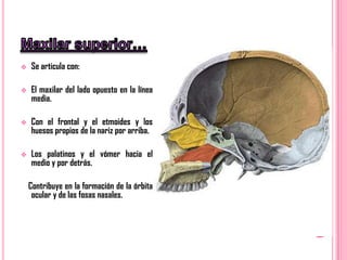    Se articula con:

   El maxilar del lado opuesto en la línea
    media.

   Con el frontal y el etmoides y los
    huesos propios de la nariz por arriba.

   Los palatinos y el vómer hacia el
    medio y por detrás.

    Contribuye en la formación de la órbita
     ocular y de las fosas nasales.
 