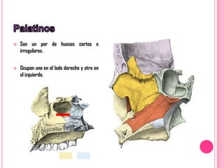    Son un par de huesos cortos e
    irregulares.


   Ocupan uno en el lado derecho y otro en
    el izquierdo.
 