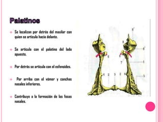    Se localizan por detrás del maxilar con
    quien se articula hacia delante.


   Se articula con el palatino del lado
    opuesto.


   Por detrás se articula con el esfenoides.


    Por arriba con el vómer y conchas
    nasales inferiores.


   Contribuye a la formación de las fosas
    nasales.
 