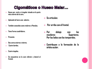    Hueso par, corto e irregular situado en la parte
    más externa de la cara.
                                                          Se articulan:
   Aplanado de fuera asia adentro.

   También conocidos como malares o Pómulos.             Por arriba con el frontal.

   Tiene Forma cuadrilátera.                             Por        debajo       con       los
                                                           maxilares                Superiores.
   Presenta:                                              Por los lados con los temporales.
   Dos caras externa e interna.
   Cuatro bordes.                                        Contribuyen a la formación de la
                                                           órbita ocular.
   Cuatro ángulos.

   Se encuentran en la cara inferior y lateral al
    frontal.
 
