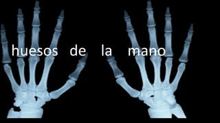 huesos de la mano
 