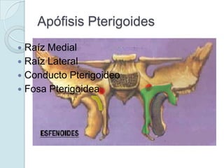 Apófisis Pterigoides
 Raíz Medial
 Raíz Lateral
 Conducto Pterigoideo
 Fosa Pterigoidea
 