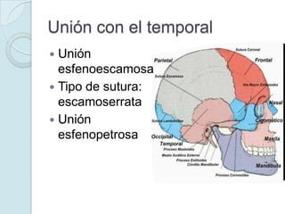 Unión con el temporal
 Unión
esfenoescamosa
 Tipo de sutura:
escamoserrata
 Unión
esfenopetrosa
 