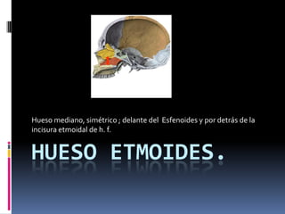 Hueso mediano, simétrico ; delante del Esfenoides y por detrás de la
incisura etmoidal de h. f.


HUESO ETMOIDES.
 