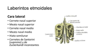 Laberintos etmoidales
Cara lateral
• Cornete nasal superior
• Meato nasal superior
• Cornete nasal medio
• Meato nasal medio
• Hiato semilunar
• Cornetes de Santorini
(supremo) y de
Zuckerkandl inconstantes
 