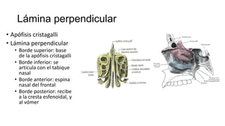 Lámina perpendicular
• Apófisis cristagalli
• Lámina perpendicular
• Borde superior: base
de la apófisis cristagalli
• Borde inferior: se
articula con el tabique
nasal
• Borde anterior: espina
nasal del frontal
• Borde posterior: recibe
a la cresta esfenoidal, y
al vómer
 
