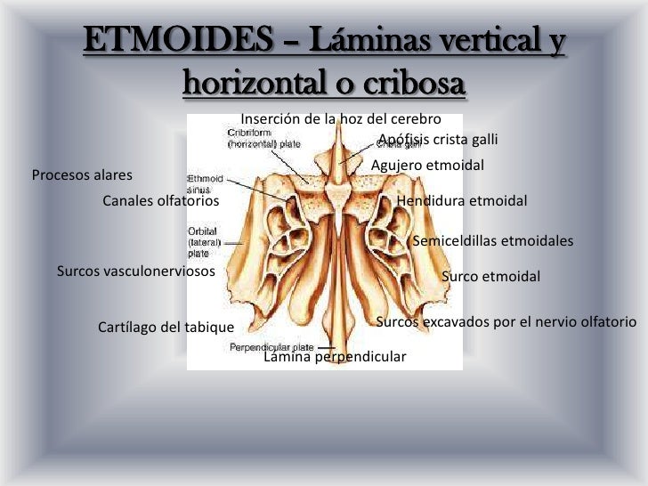 Osteología Frontal y Etmoides