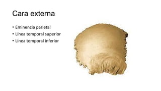 Hueso frontal y parietal | PDF