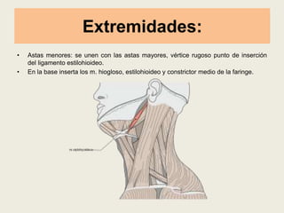 Extremidades:
• Astas menores: se unen con las astas mayores, vértice rugoso punto de inserción
del ligamento estilohioideo.
• En la base inserta los m. hiogloso, estilohioideo y constrictor medio de la faringe.
 