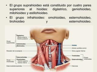 • El grupo suprahioideo está constituido por cuatro pares
superiores al hioides: digástrico, geniohioideo,
milohioideo y estilohioideo.
• El grupo infrahioideo: omohioideo, esternohioideo,
tirohioideo y esternohioideo.
 