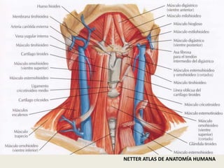 NETTER ATLAS DE ANATOMÍA HUMANA
 