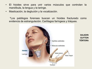 • El hioides sirve para unir varios músculos que controlan la
mandíbula, la lengua y la laringe.
• Masticación, la deglución y la vocalización.
*Los patólogos forenses buscan un hioides fracturado como
evidencia de estrangulación. Cartílagos faríngeos y tráquea.
SALADIN
GUYTON
TÓRTORA
 