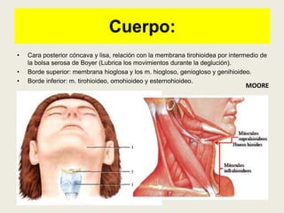 Cuerpo:
• Cara posterior cóncava y lisa, relación con la membrana tirohioidea por intermedio de
la bolsa serosa de Boyer (Lubrica los movimientos durante la deglución).
• Borde superior: membrana hioglosa y los m. hiogloso, geniogloso y genihioideo.
• Borde inferior: m. tirohioideo, omohioideo y esternohioideo.
MOORE
 