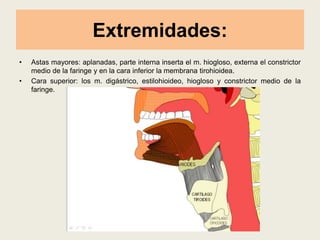 Extremidades:
• Astas mayores: aplanadas, parte interna inserta el m. hiogloso, externa el constrictor
medio de la faringe y en la cara inferior la membrana tirohioidea.
• Cara superior: los m. digástrico, estilohioideo, hiogloso y constrictor medio de la
faringe.
 