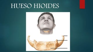 HUESO HIOIDES
 