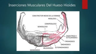 Inserciones Musculares Del Hueso Hioides
 