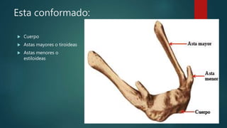 Esta conformado:
 Cuerpo
 Astas mayores o tiroideas
 Astas menores o
estiloideas
 