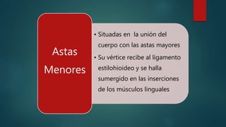 • Situadas en la unión del
cuerpo con las astas mayores
• Su vértice recibe al ligamento
estilohioideo y se halla
sumergido en las inserciones
de los músculos linguales
Astas
Menores
 