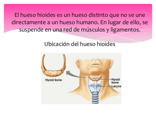 Hueso hioides,cartilagos y tiroides
