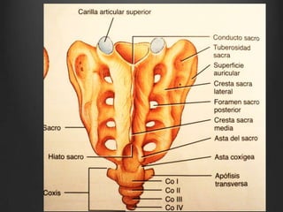 Hueso hioides, columna vertebral