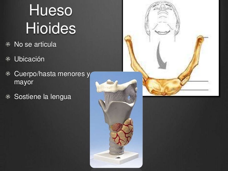 Hueso hioides, columna vertebral
