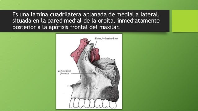 Hueso lagrimal (unguis)