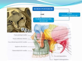 Hueso maxilar superior | PPTX | Ear, Nose and Throat Conditions ...