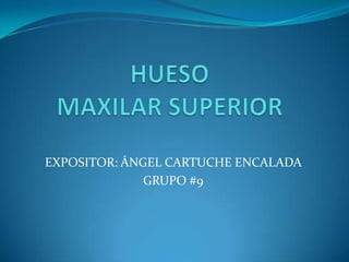 HUESO MAXILAR SUPERIOR EXPOSITOR: ÁNGEL CARTUCHE ENCALADA GRUPO #9 