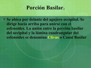 Porción Basilar. Se ubica por delante del agujero occipital. Se dirige hacia arriba para unirse con el esfenoides. La unión entre la porción basilar del occipital y la lámina cuadrangular del esfenoides se denomina  Clivus  o Canal Basilar 