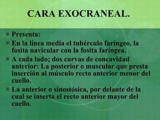 CARA EXOCRANEAL.   Presenta: En la línea media el tubérculo faríngeo, la fosita navicular con la fosita faríngea. A cada lado; dos curvas de concavidad anterior: La posterior o muscular que presta inserción al músculo recto anterior menor del cuello. La anterior o sinostósica, por delante de la cual se inserta el recto anterior mayor del cuello. 