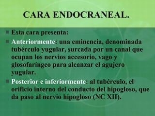 CARA ENDOCRANEAL.   Esta cara presenta: Anteriormente : una eminencia, denominada tubérculo yugular, surcada por un canal que ocupan los nervios accesorio, vago y glosofaríngeo para alcanzar el agujero yugular. Posterior e inferiormente : al tubérculo, el orificio interno del conducto del hipogloso, que da paso al nervio hipogloso (NC XII).  