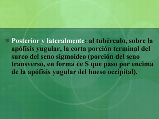 Posterior y lateralmente : al tubérculo, sobre la apófisis yugular, la corta porción terminal del surco del seno sigmoideo (porción del seno transverso, en forma de S que paso por encima de la apófisis yugular del hueso occipital). 